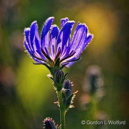 Backlit Wildflower_12455.jpg - Photographed near Chaffeys Locks, Ontario, Canada.